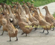 Fawn Runners in Bali 